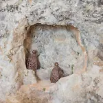 Apartament I Delfini House